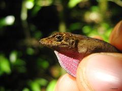 Anolis uniformis