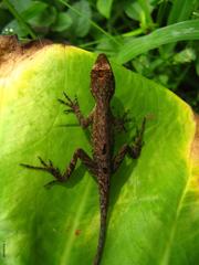 Anolis uniformis