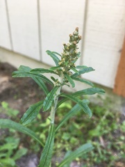 Gamochaeta antillana