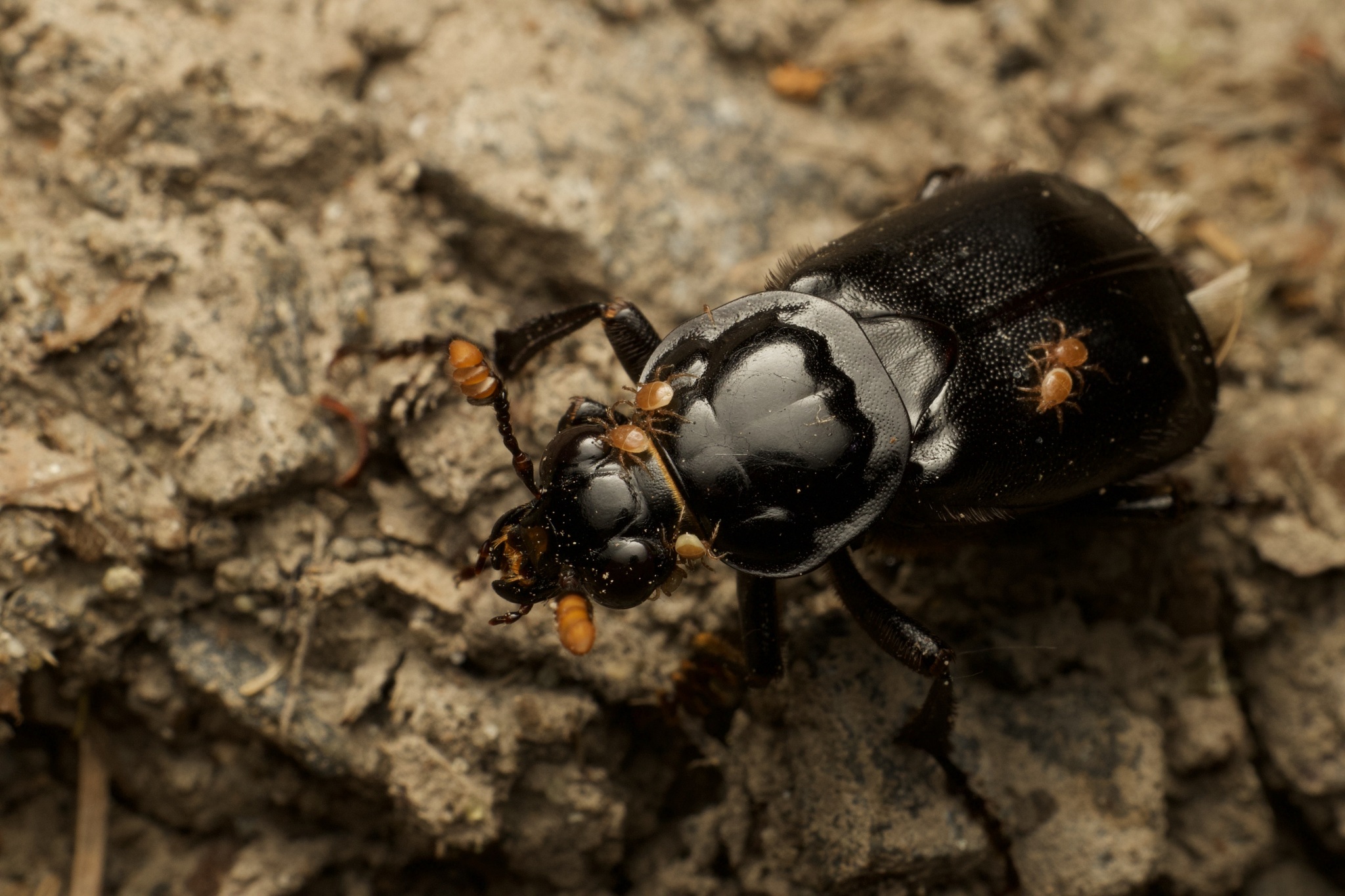 Poecilochirus G.Canestrini & R.Canestrini, 1882
