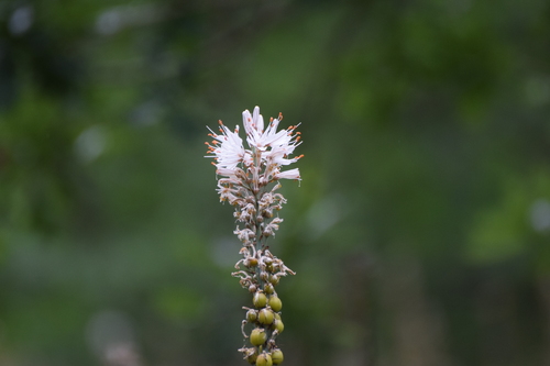 Asphodelus albus, photograph 3