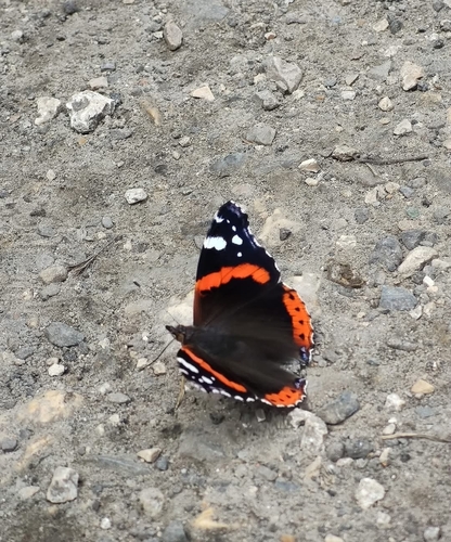 Red Admiral