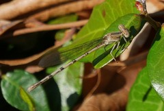 Argia funebris