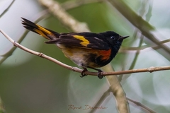 Setophaga ruticilla
