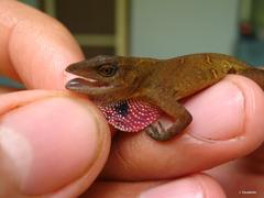 Anolis uniformis