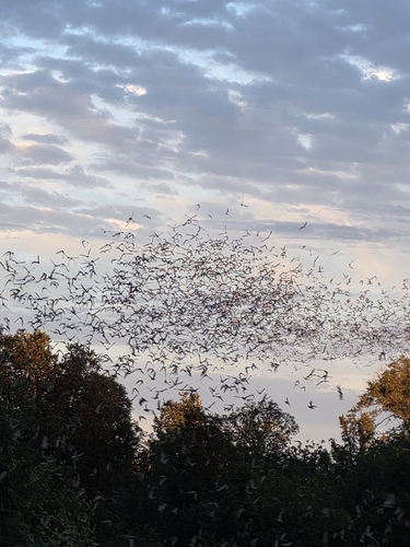 Mexican Free-tailed Bat observed by jessegonzo428