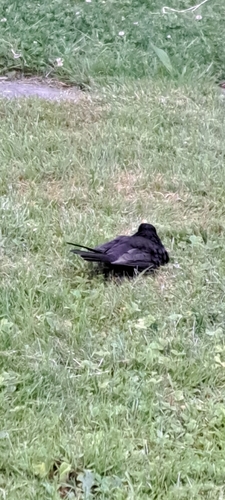Amsel