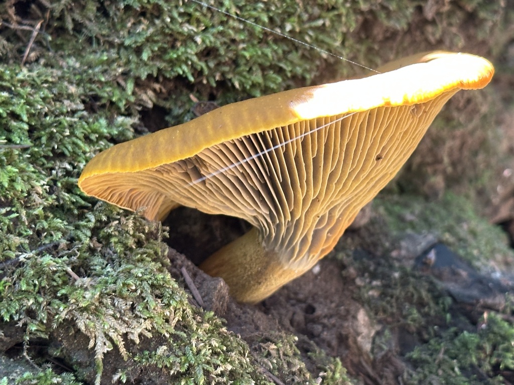 western jack-o'-lantern · May 2026 · photo: Photo: (c) Barbara Banfield, some rights reserved (CC BY) · iNaturalist
