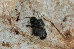 Osmia lignaria lignaria