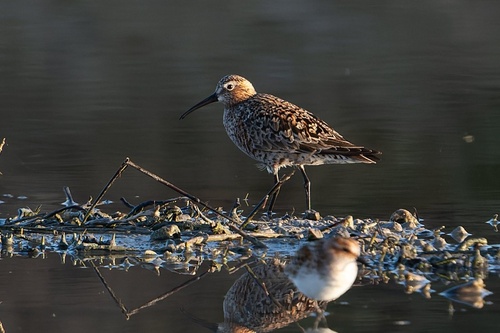 iNaturalist image