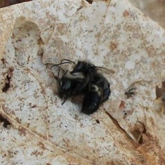 Osmia lignaria lignaria