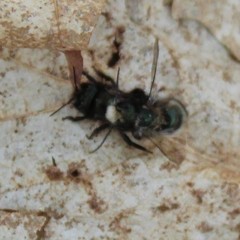 Osmia lignaria lignaria