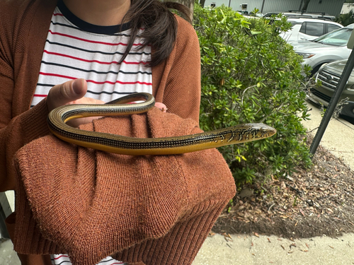 Eastern Glass Lizard observed by eliotvanotteren