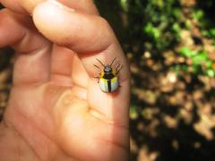 Deuterocampta achardi