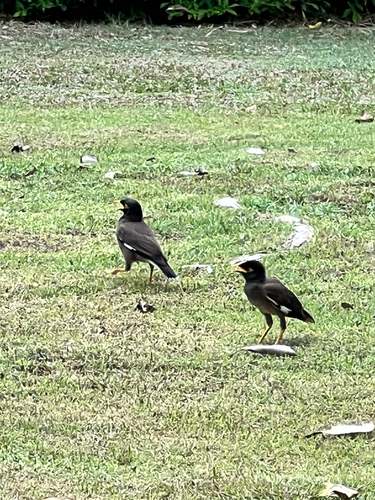 Common Myna