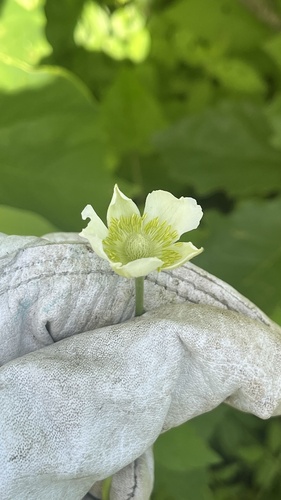 tall thimbleweed