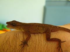 Anolis uniformis