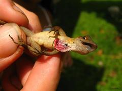 Anolis uniformis