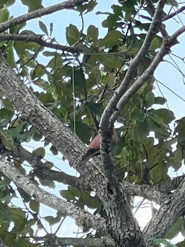 Red Collared-Dove