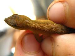 Anolis uniformis