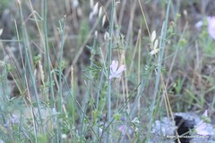 Malva trifida