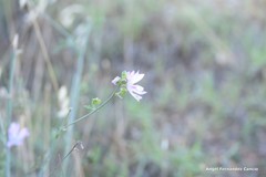 Malva trifida