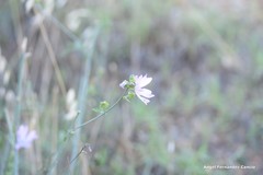 Malva trifida