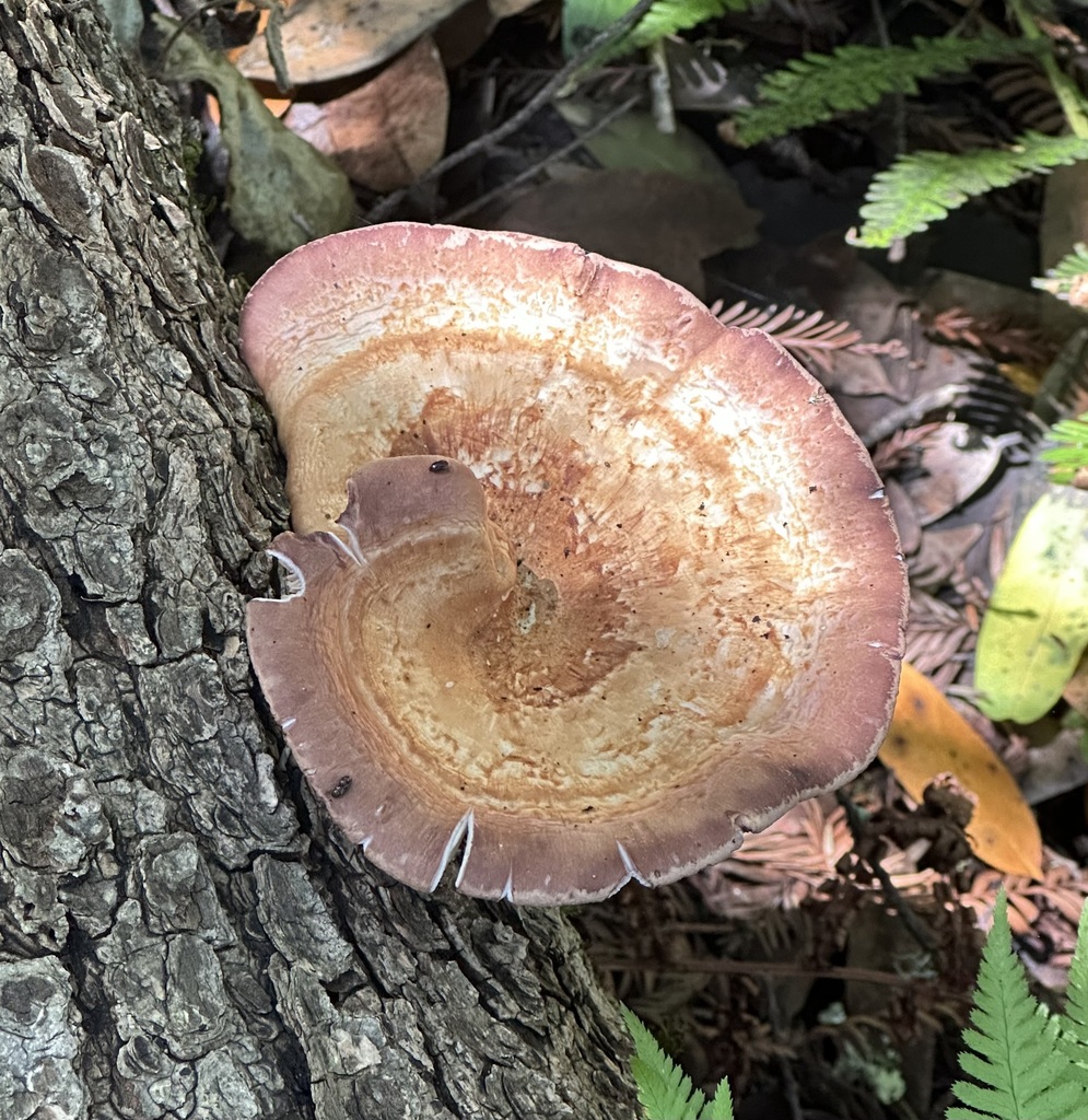 Lilac oysterling · May 2026 · photo: Photo: (c) Barbara Banfield, some rights reserved (CC BY) · iNaturalist