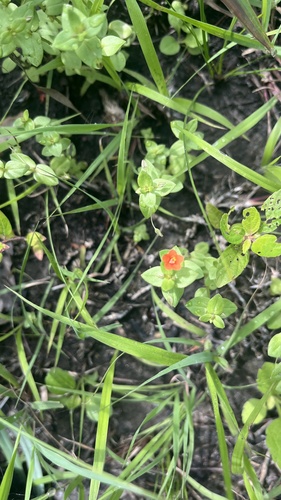 scarlet pimpernel