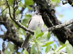 Baeolophus bicolor × atricristatus