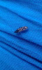 Ischnodemus sabuleti