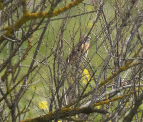 Whinchat