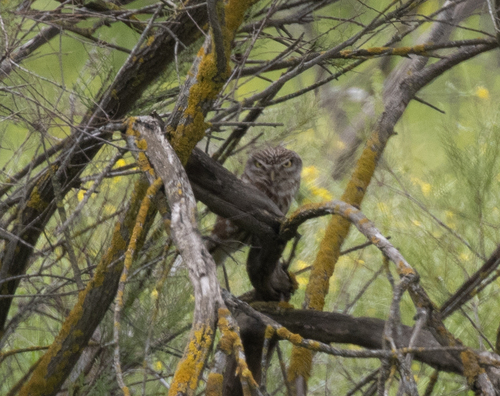 Little Owl