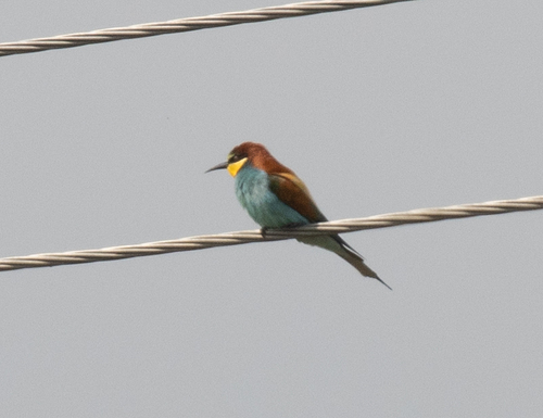 European Bee-eater