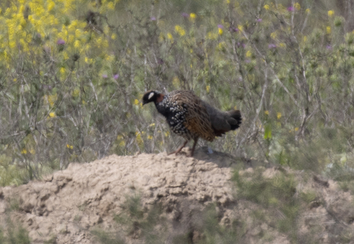 Black Francolin