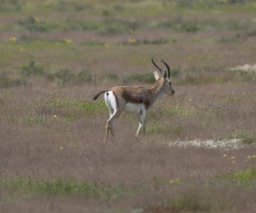 Goitered Gazelle