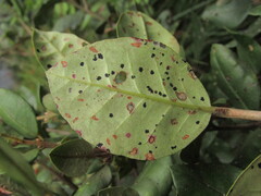 Myrceugenia exsucca, photograph (c) Bruno Avilez, some rights reserved (CC BY)