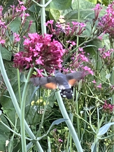 Eurasian Hummingbird Hawkmoth