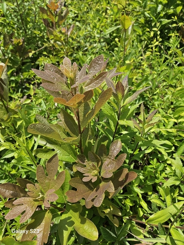 sassafras