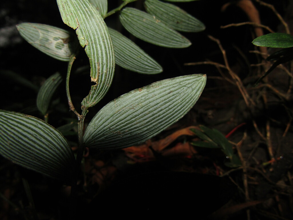 Luzuriaga radicans; photograph (c) Bruno Avilez, some rights reserved (CC BY)