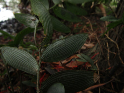Luzuriaga radicans, photograph 4