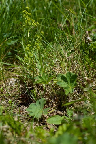 Alchemilla suavis
