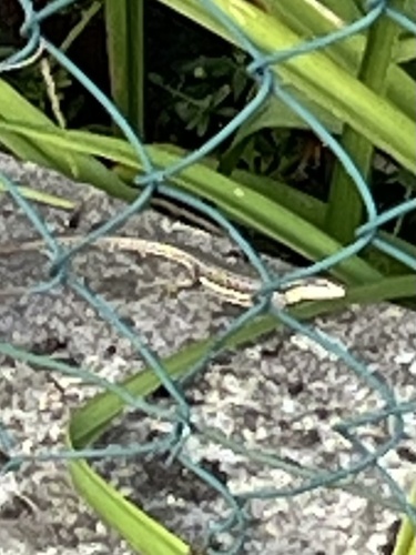 Common Wall Lizard