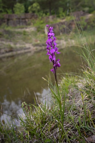 Anacamptis palustris palustris