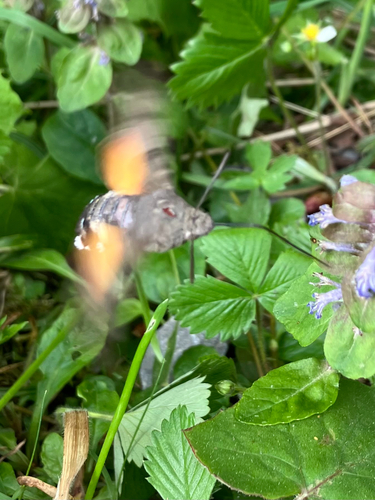 Eurasian Hummingbird Hawkmoth