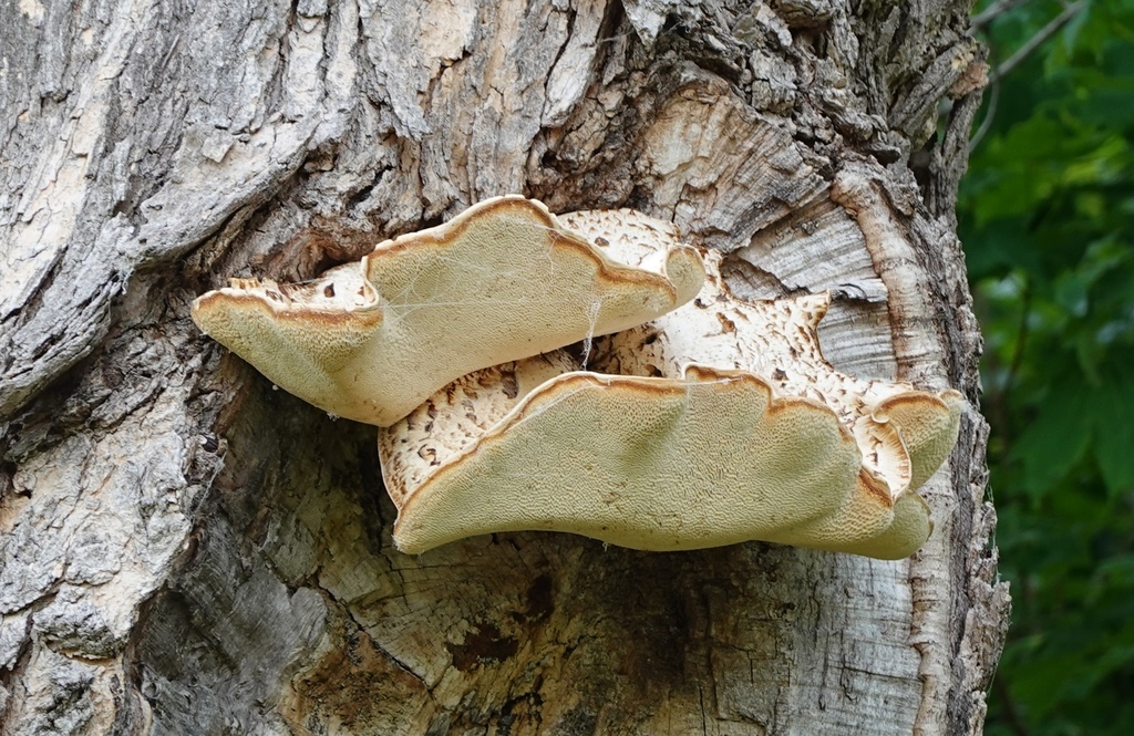 Dryad's Saddle · May 2026 · photo: Photo: (c) Ronni :), some rights reserved (CC BY) · iNaturalist