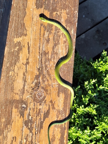 Western Natal Green Snake