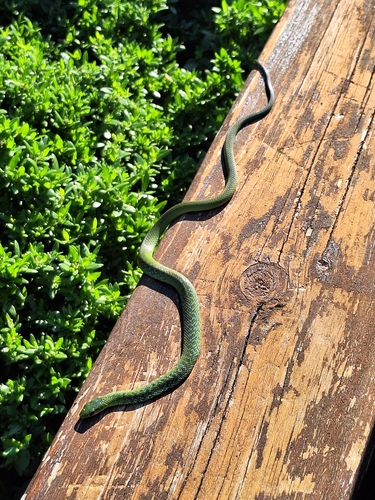 Western Natal Green Snake