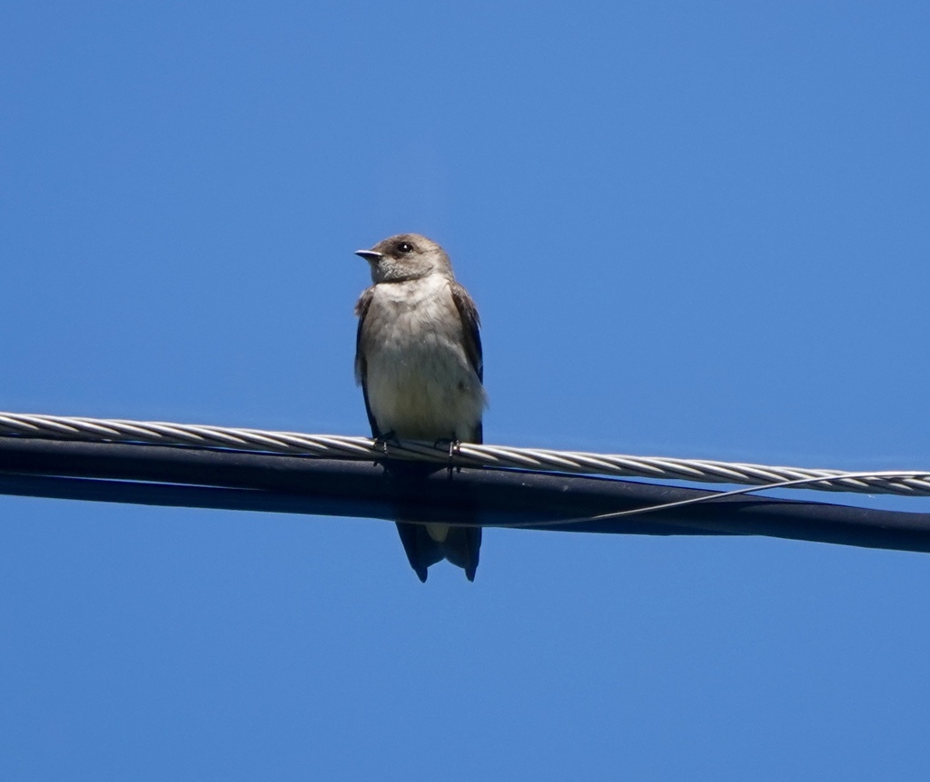 Northern Rough-winged Swallow from Chino Hills, CA, USA on April 15 ...