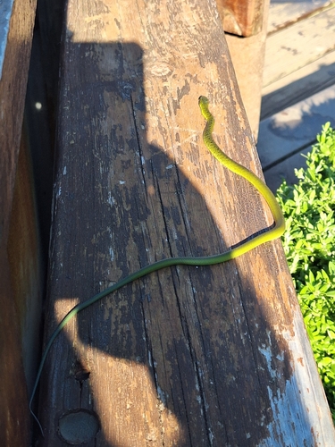 Western Natal Green Snake